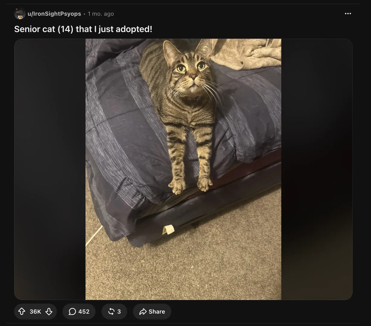 A cute cat post on r/aww with 36,000 upvotes